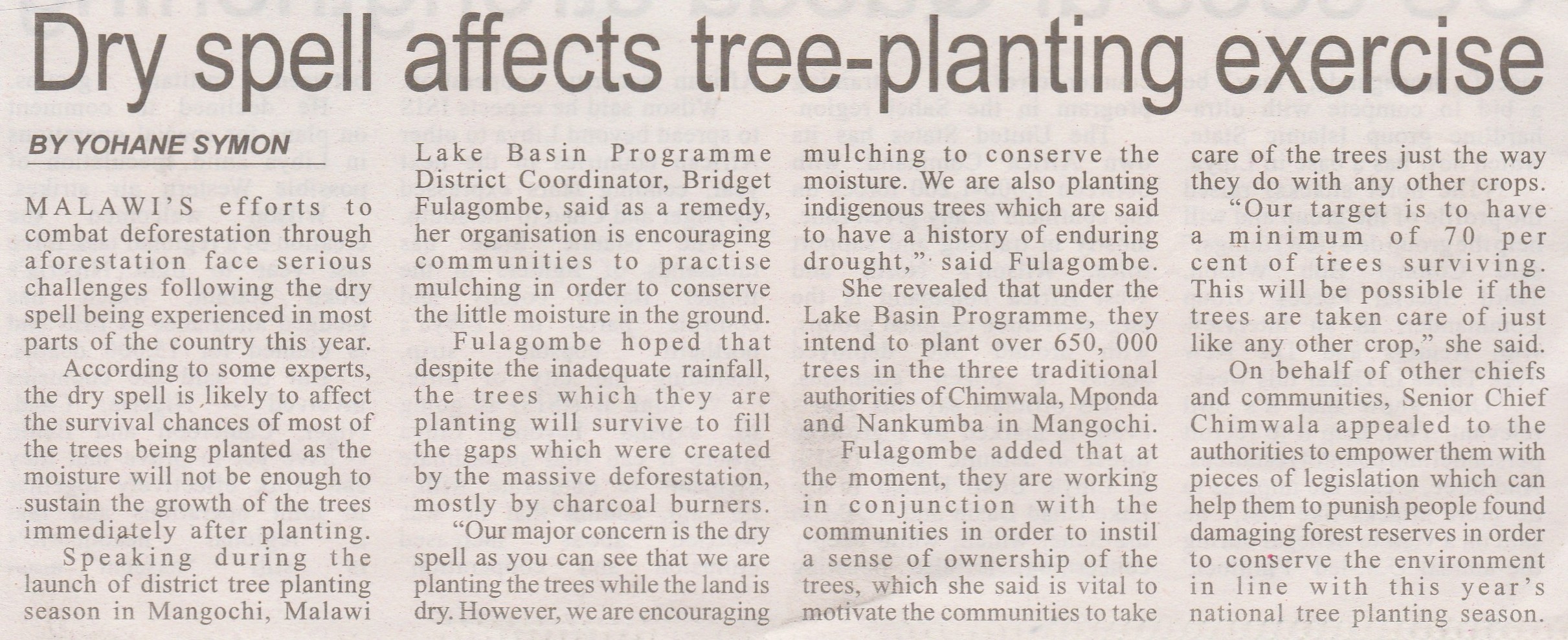 dry spell affects tree planting crop.jpg